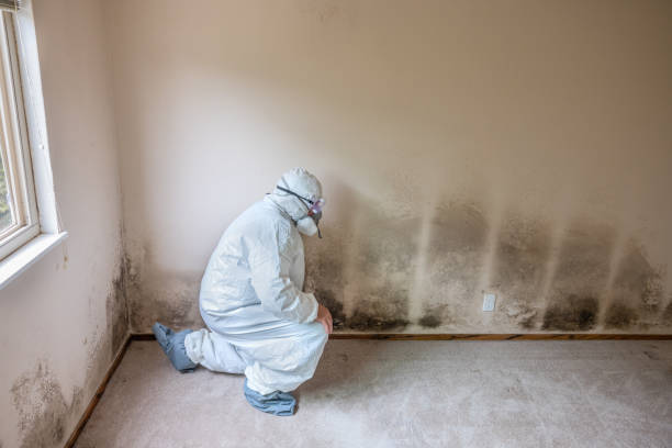 Mold Removal and Inspection in Sanford, CO