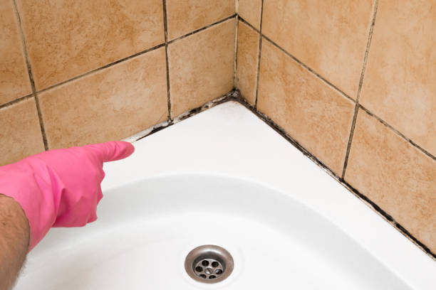 Best Home Mold Removal  in Sanford, CO